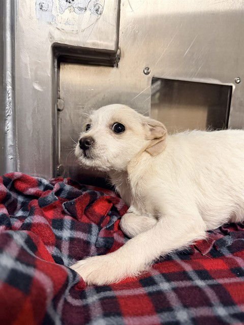 POPTART - Chihuahua available for adoption