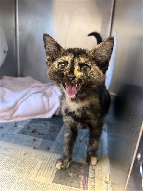 SCARLET - Domestic Short Hair available for adoption