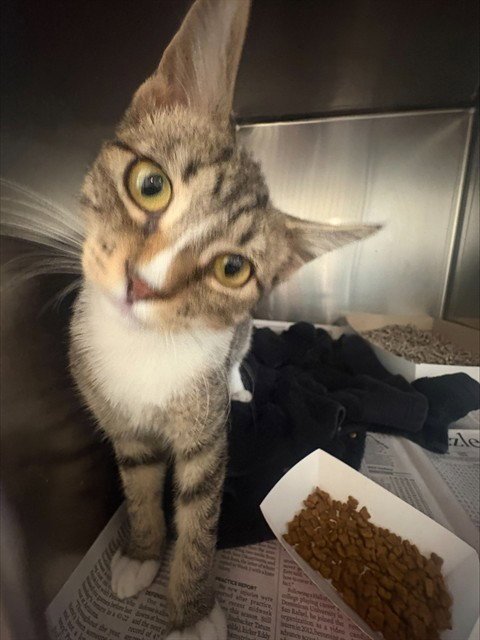 BEAVER - Domestic Short Hair available for adoption