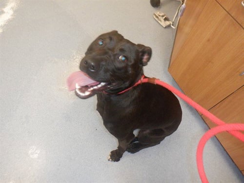 RABBIT - Labrador Retriever available for adoption