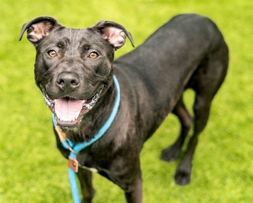 RABBIT - Labrador Retriever available for adoption
