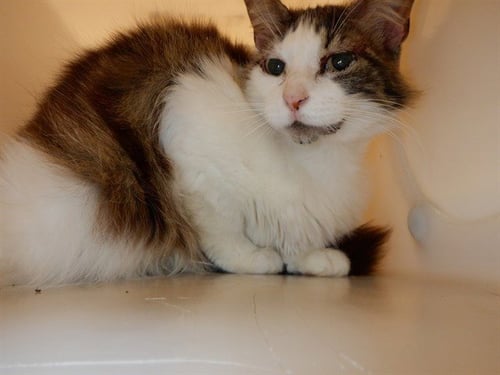 FREA - Domestic Long Hair available for adoption