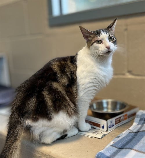 FREA - Domestic Long Hair available for adoption