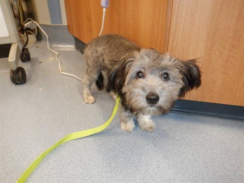 BOBBIE - Miniature Schnauzer available for adoption
