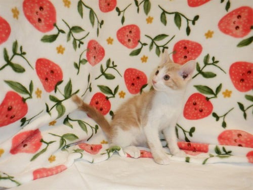 CESAR - Domestic Short Hair available for adoption