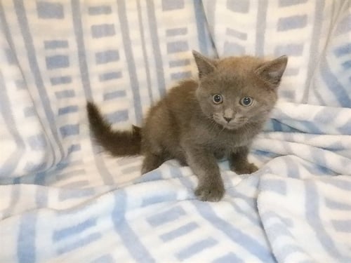 CINDER - Domestic Short Hair available for adoption