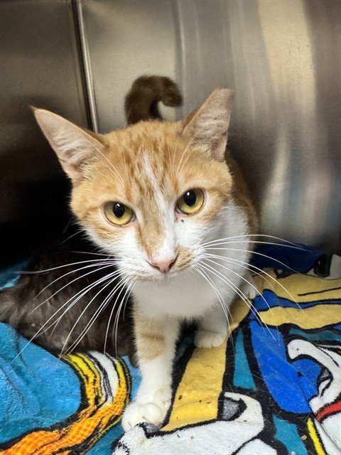 CHESTER - Domestic Short Hair available for adoption