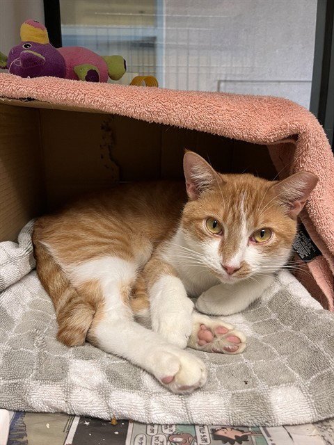 CHESTER - Domestic Short Hair available for adoption