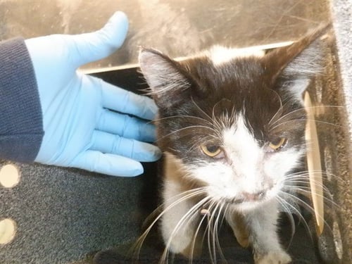 A1416537 - Domestic Short Hair available for adoption