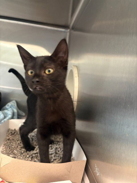 CHELLEY - Domestic Short Hair available for adoption