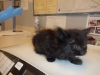 TRUFFLE - Photo 1