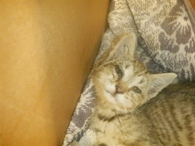 REINA Image