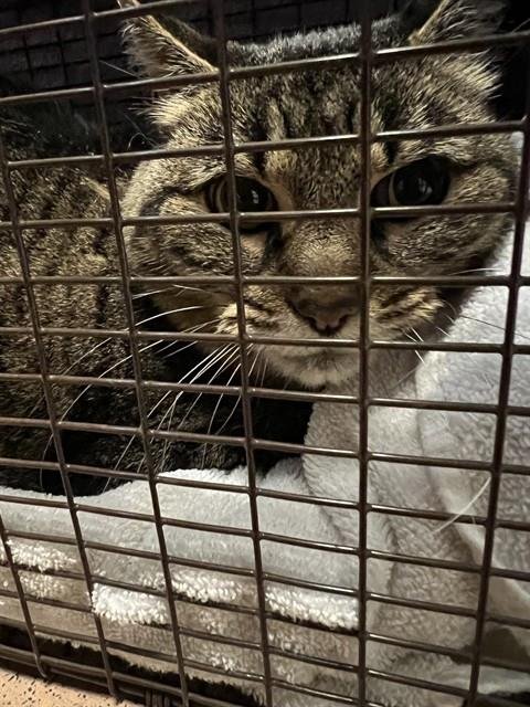 SKYE - Domestic Short Hair available for adoption