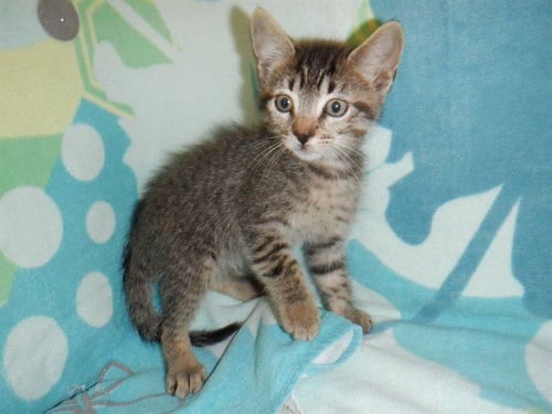 RAUL - Domestic Short Hair available for adoption