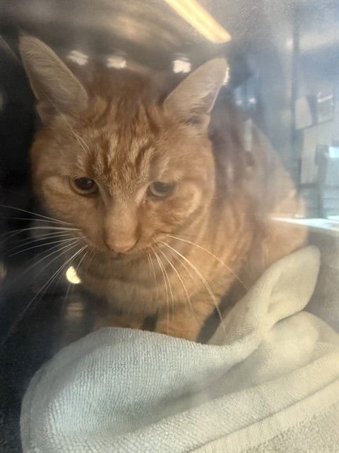 PERRY - Domestic Short Hair available for adoption