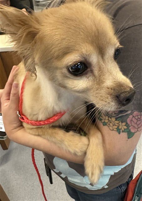 DEJAH BOO - Pomeranian / Chihuahua available for adoption