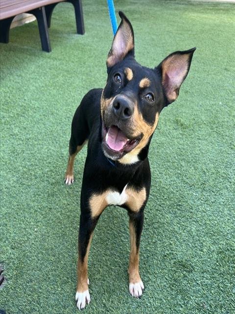 LIORA - Pit Bull Terrier available for adoption