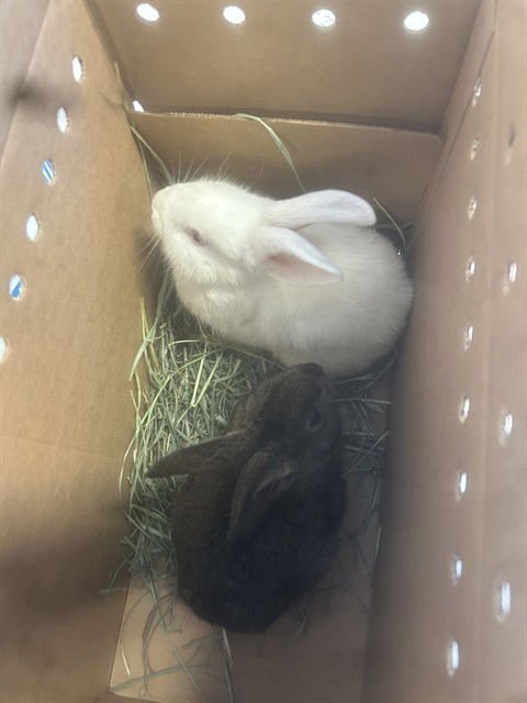 A1403979 - Shorthaired Rabbit available for adoption