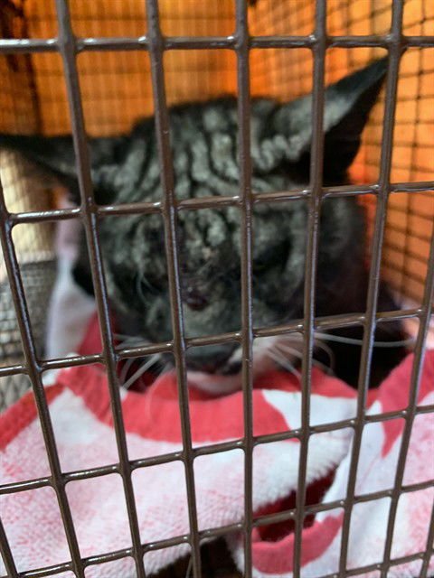 TUX - Domestic Short Hair available for adoption