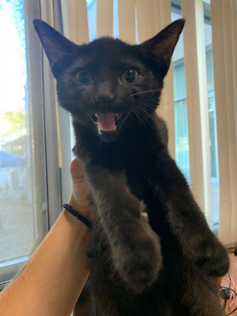 A1409370 - Domestic Short Hair available for adoption