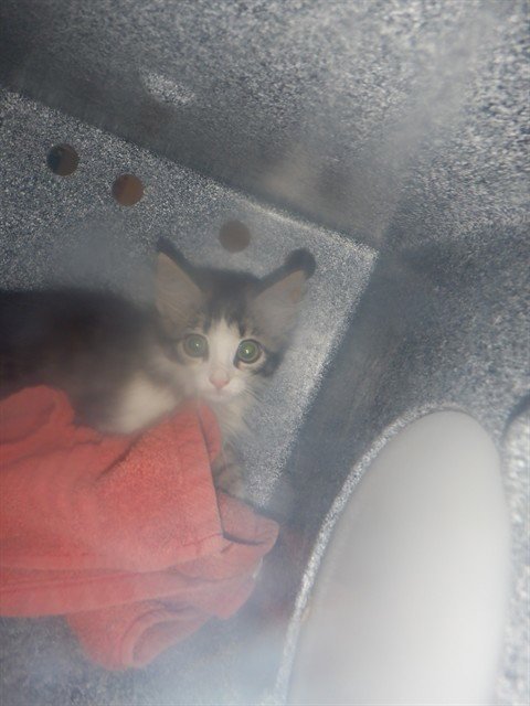 LULU - Domestic Medium Hair available for adoption