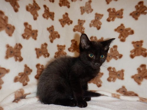 WOLVERINE - Domestic Short Hair available for adoption