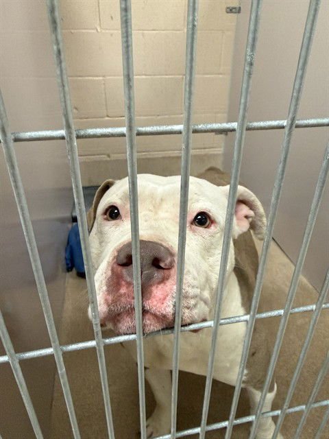 LEAH - Pit Bull Terrier available for adoption