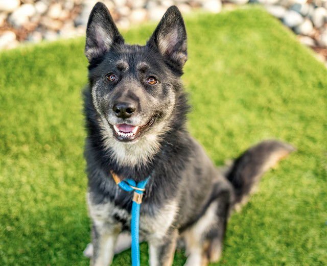 BLUE - German Shepherd Dog / Husky available for adoption