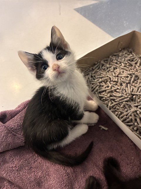 MILES - Domestic Short Hair available for adoption