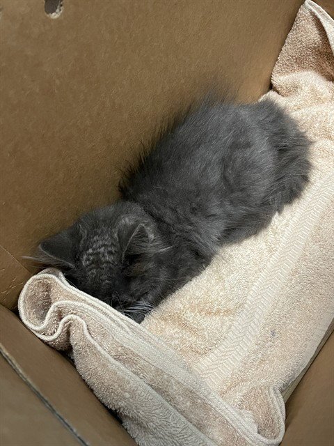 SAWYER Image