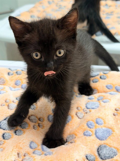 DANDELION - Domestic Short Hair available for adoption