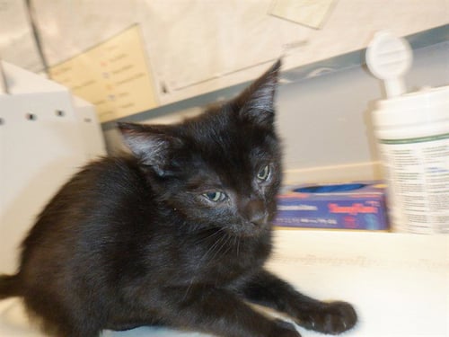 GUAJILLO - Domestic Short Hair available for adoption