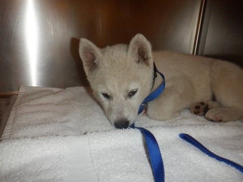 A1404118 - Husky available for adoption