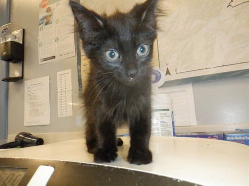 DUCATI - Domestic Short Hair available for adoption
