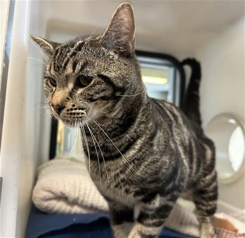 MEOWCIFER - Domestic Short Hair available for adoption