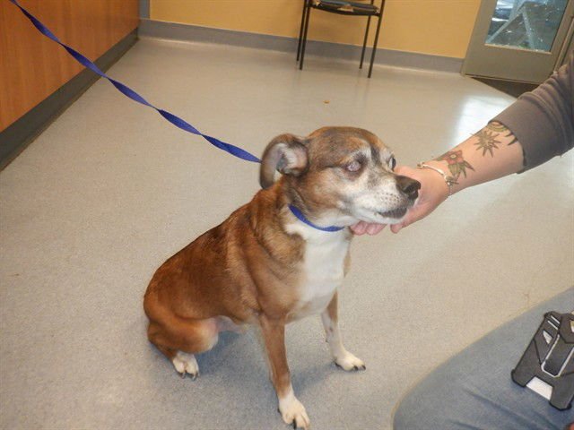 RYLO - Chihuahua available for adoption