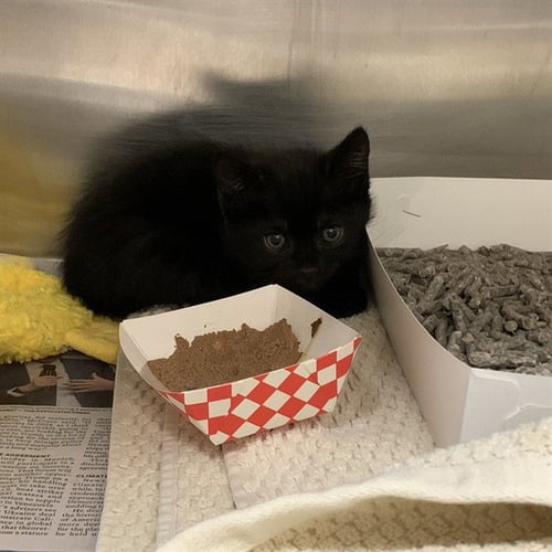 PAPRIKA - Domestic Short Hair available for adoption