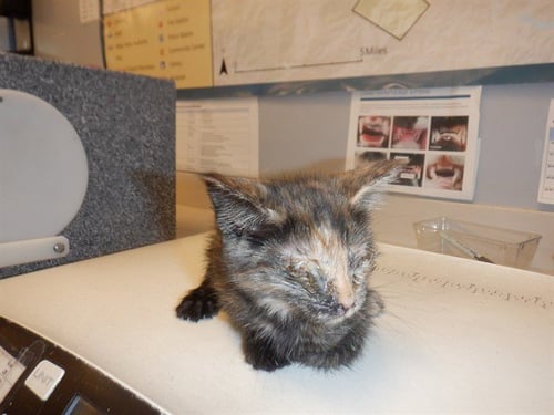 JAZLYNN - Domestic Medium Hair available for adoption