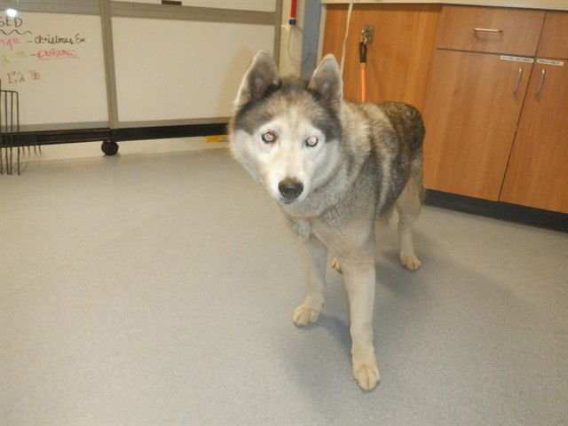 ANA - Husky available for adoption