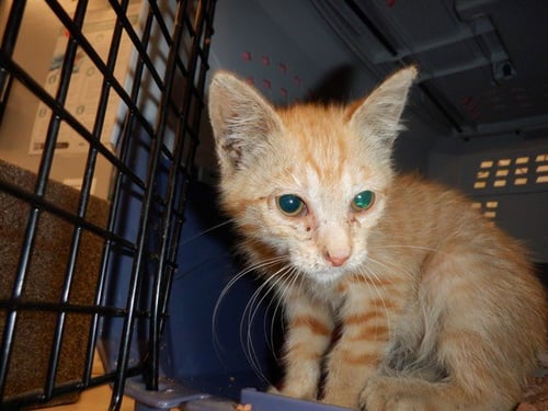 HANNAH - Domestic Short Hair available for adoption