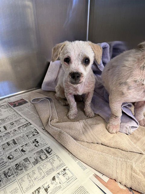 SCULLY - Parson Russell Terrier available for adoption