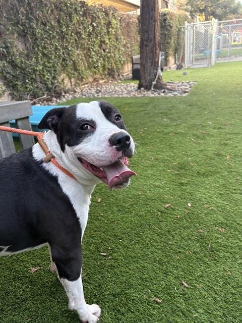 SMUDGE - Pit Bull Terrier available for adoption