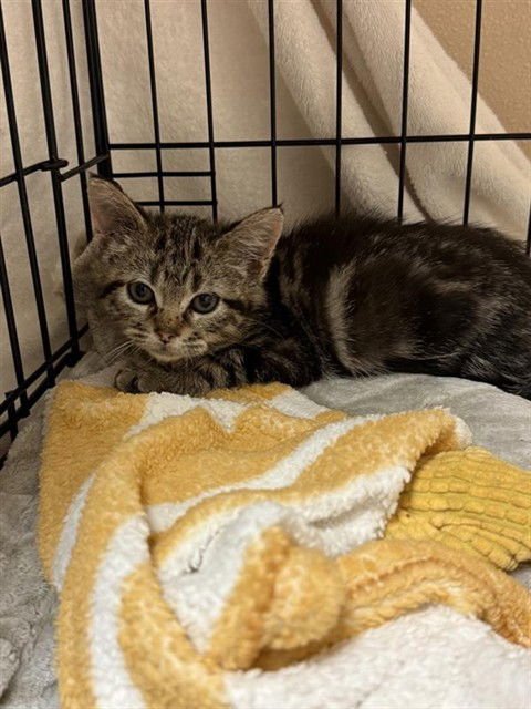 BAILEY - Domestic Short Hair available for adoption