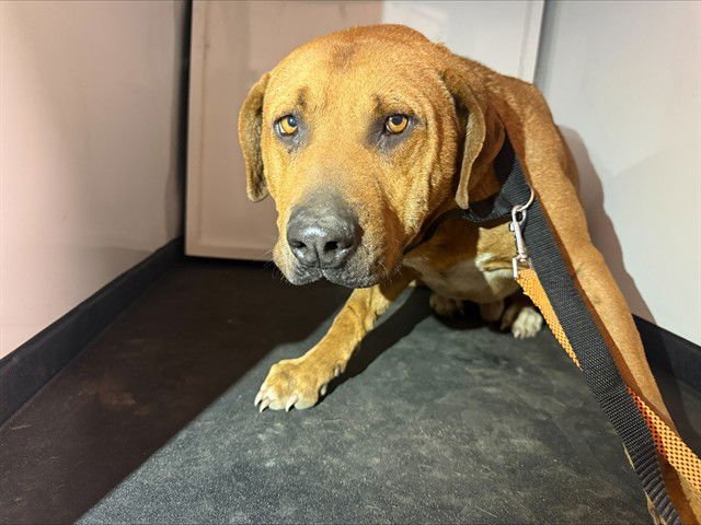 CASHEW - Labrador Retriever available for adoption