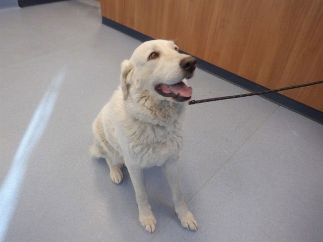 WILLOW - Great Pyrenees available for adoption
