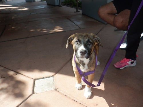 A1413268 - German Shepherd Dog available for adoption