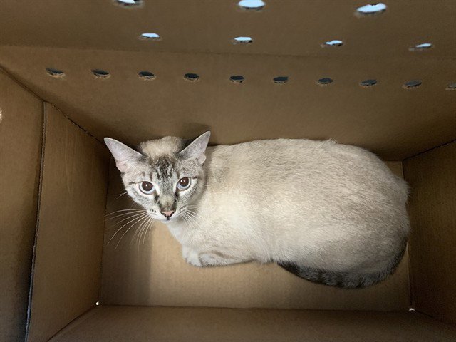 ANGEL KITTY Image