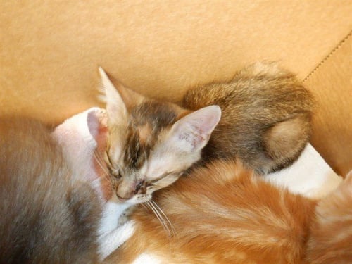 HEIDI - Domestic Short Hair available for adoption