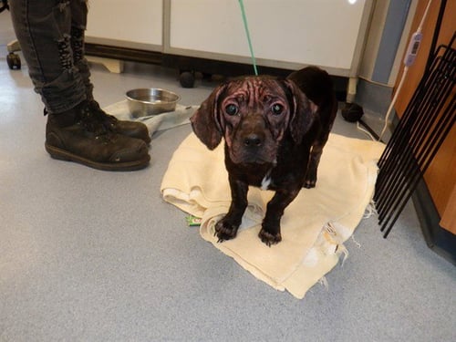 COLA - Dachshund / Chihuahua available for adoption
