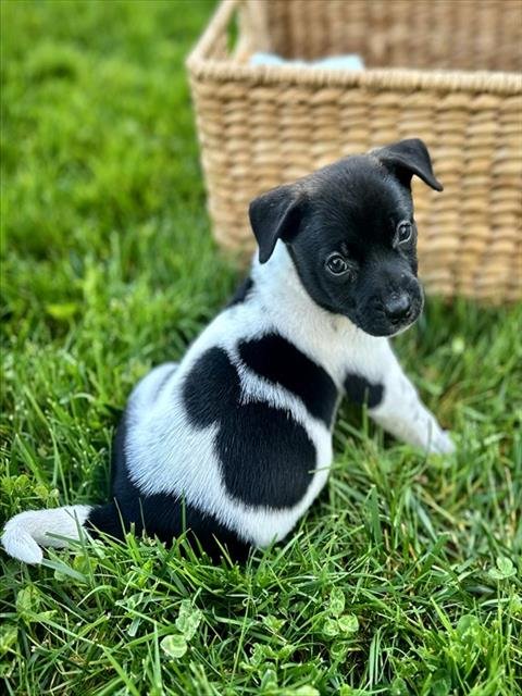 OREO - Chihuahua available for adoption